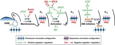 Stem Cell Basis for Fractal Patterns: Axillary Meristem Initiation